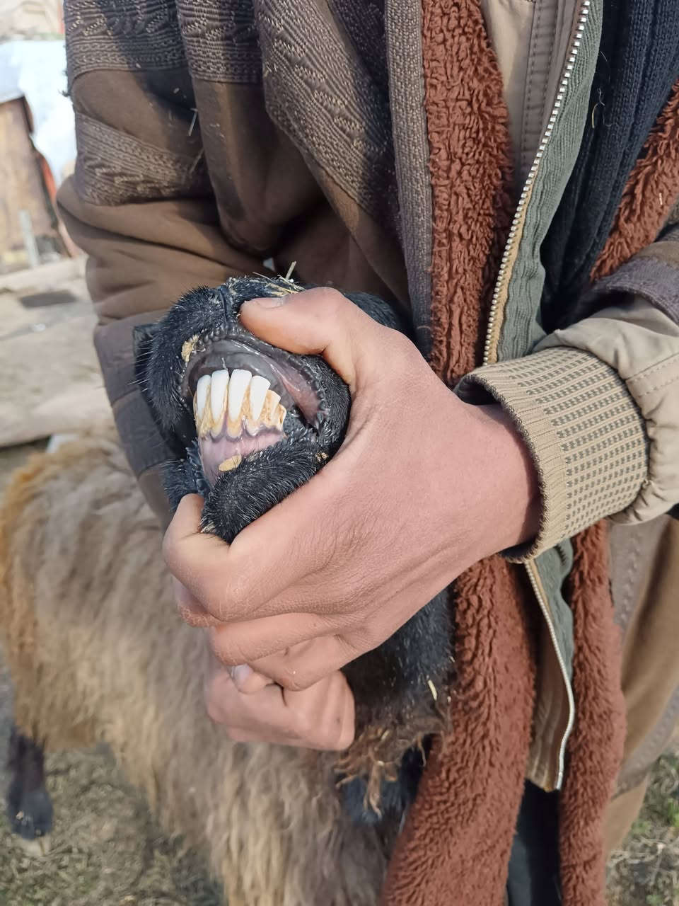 السَلٱمٌ عـَلـْيگمّ-ۈرحـْمّـٌة ٱللـّہ ﯙبُرگـّاتہ
شباب رقوث ام توم وراها خروف وفطيمه
مقوزات نعجه مال جنيه
السعر 675
المكان حديثه بروانه
***********
