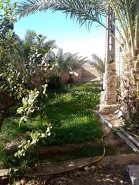 الاداره المحليه • ٣٠٠م • ساحه جبيره