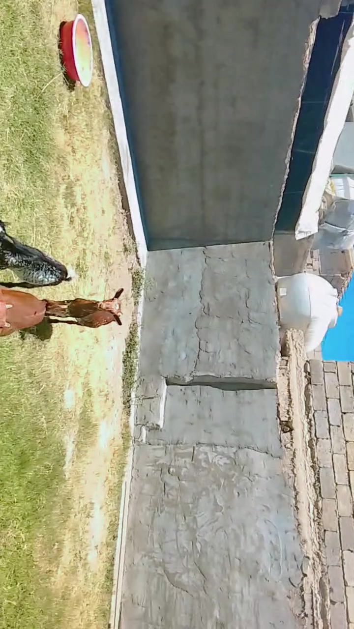 نمريات للبيع ***********
