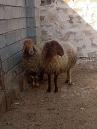 مضاريع للبيع مكاني بغداد تاجي ماعندي توصيل وتساب 07506310251--07881615...