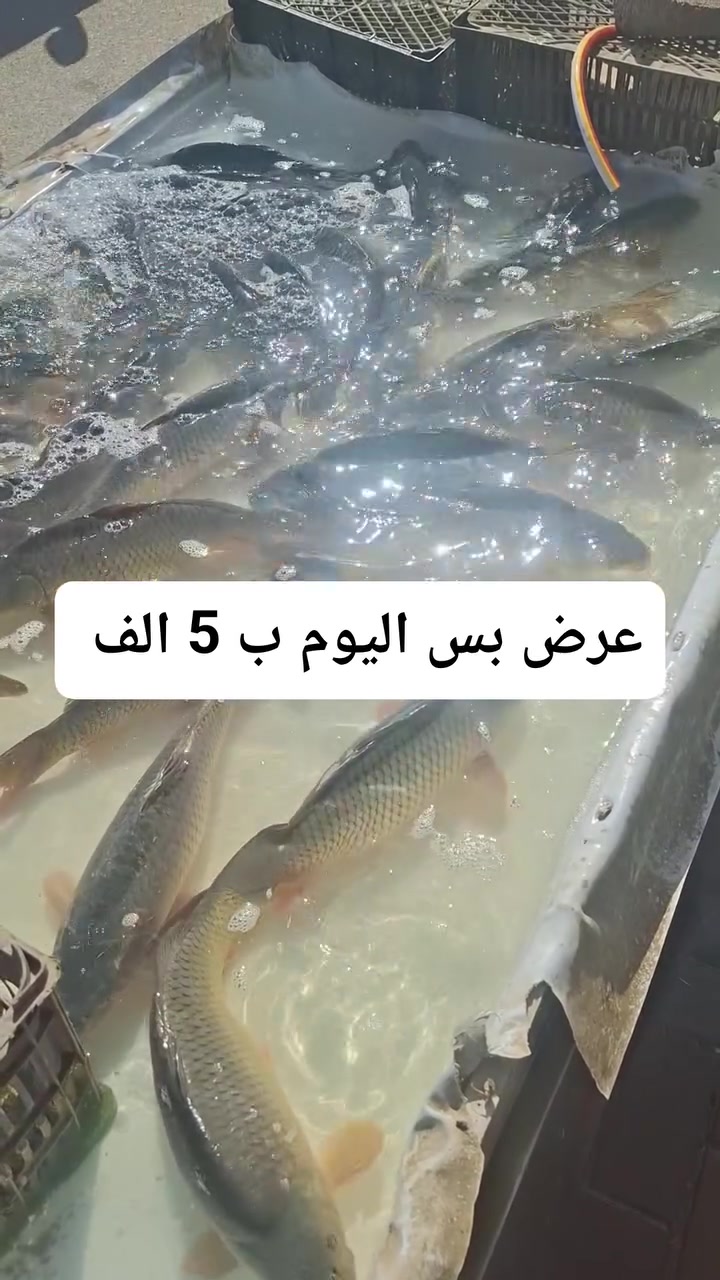 العرض اليوم الاربعاء العنده ثواب سوينا بس ب 5 الف سعر جمله
عنواني الجربوعيه الاولى ع السايدين مقابل حسينية الامام الرضا رقم الحجز واتساب ***********
