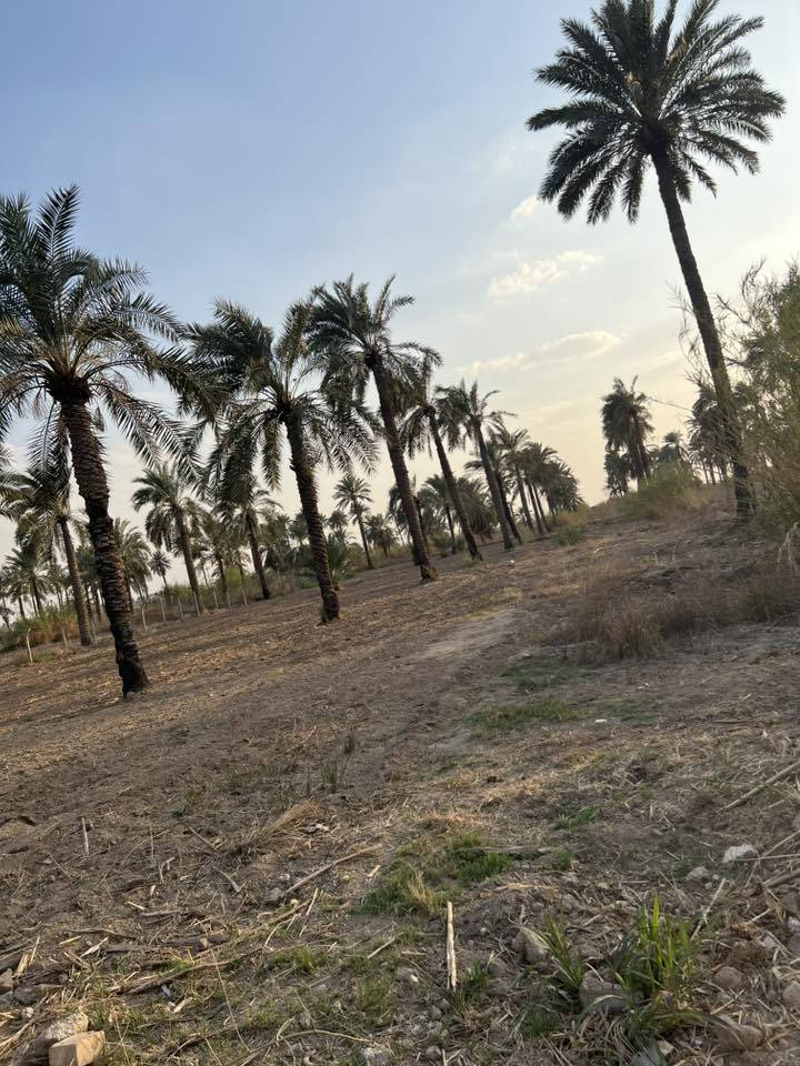 السلام عليكم
للبيع دونم طابو ملك صرف واجهة الأرض 23متر جميع الخدمات متوفرة يصلح لانشاء مزرعه الموقع بغداد المدائن شارع سيد علي ***********
