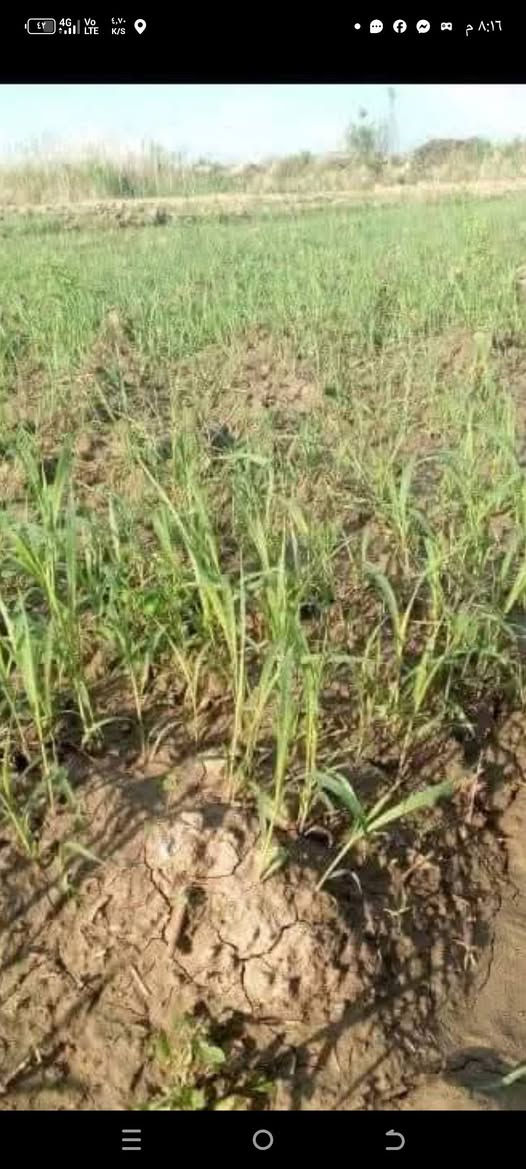 متوفر بذور  (الراي جراس) العلفية
بذور ( Ryegrass ) الافريقية

مواصفات النبات

1-تنمو بسرعة كبيرة

2_ تزرع في اي وقت في السنة عدا شهور الصقيع الباردة

3_ معمرة بالارض وتبقى لعدة سنوات اذا كانت الخدمة جيدة

4 _ النبتة الواحدة تكون من الفروع في الاسفل تصل الى اكثر من ٧٠ فرع وقاعدة عشبية كثيفة

5 _يعطي حشات كثيرة تصل الى ثلاث حشات بالشهر صيفا اذا كانت الخدمة التسميدية جيدة و حشتين بالشهر  اذا كانت التسميد ضعيف

6_ يعطي النبات ارتفاعات عالية تصل من ١٢٠  سم  الى مترين وحسب خدمة الارض

7_ يتحمل ارتفاع درجات الحرارة العالية ويتوقف بالصقيع البارد جدا شهر ١٢ وشهر ١  حيث تجف وتتيبس اوراقه من الاعلى وتبقى القاعدة خضراء لذى يفضل اذا مرت فترة صقيع قص النبات حتى لا يتأثر بالبرد ويضاف اليه اسمدة دافئه مثل الكبريت الزراعي والدمن الحيواني المتحلل والهيومك اسيد العضوي

8_ زراعته جدا سهلة يشبه زراعة الحنطة والشعير

9_ يعطي بذور كثيرة ما بين شهر ٣ الى الشهر ٩ وتعتبر فترة طويلة تستطيع ان تستخرج منه عدة حشات من البذور

10_ يثبت الاوزوت بالتربة اي الناتروجين من الهواء الى التربة لذلك  يحتاج الى اسمدة نايتروجينية قليلة ويحب الاسمدة العضوية الحيوانية

11_ يزرع بالارض وماء البئر متوسط الملوحة فهو يساعد على تخليص التربة من الاملاح

12_ يزرع بالاراضي الفقيرة والطينية الثقيلة فهو يساعد على تفتيتها وجعلها سهلة النفاثية بسبب المجموع الجذري الكثيف والذي يتمدد بالتربة طولا وعرضا وتعتبر هذا الجذور بعد قتل النبات لزراعة الارض مرة اخرى سماد بتموس بعد ان يتحلل بالتربة ليحول الارض الطينية الى خفيفية بمرور الزمن

13_ يمكن ان تنثر مع بذوره في بداية الزراعة بذور الجت والبرسيم والبقوليات وتعيش معه بدون اي مشاكل فهو يتأقلم من النباتات التي ذكرتها فقط

14_ غني جدا بالبروتين

15_ تحب اكله جميع الحيوانات من ابقار ماعز اغنام وابل وغيرها وياكله الدجاج والبط بشراهة بعد ثرمه وهذه عن تجربة ويزيد انتاج البيض لانه غني بالبروتين

16_ واخيرا وهي من افضل صفاته انه يهاجم على جميع الحشائش الضارة بالمزرعة ويقضي عليها بالكامل ليقلل على الفلاح جهود ومصاريف مكافحة الحشائش والادغال

سعر الكيلو ( ٥٧٥٠)

يوجد حجز توصيل الى بغداد وجميع المحافظات
كيس ٢٥ كيلو يكفي دونمين

هاتف ***********
