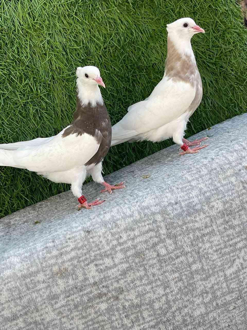 سڵاو خوای گەورەتانلێبێ
ئەم جوتە بەچکە اجورەیە تازە یەکەم تولەکە دەکەن بەشرتی بێعەیبو ساخ و بێکێشە بێزیادەشن تەندروست
شوێن دەربەندیخان
ژم***********
گەیاندنیش هەیە لەسەر کڕیار
