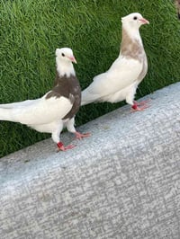 حذاء • جديد • دربندخان
