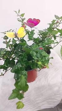 كركوك • توصيل داخل وخارج • ديكور وحدائق