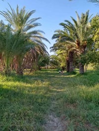 بستان • ٥ دونم • قضاء رفاعي