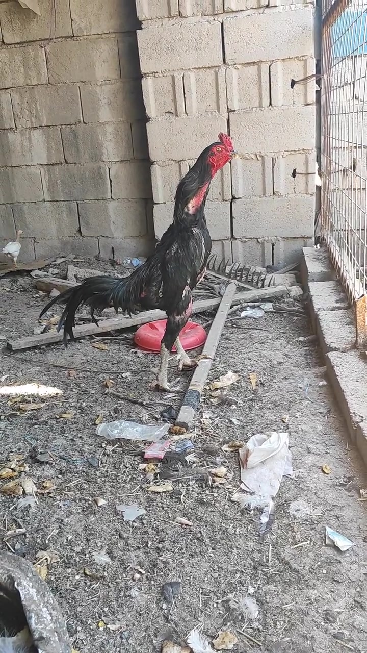 من رخصت صاحب الكروب المحترم متاح 4 دجاجات وديچ الماني هزاز 400 ألف


**إذا كنت صاحب هذا الإعلان وتريد حذفه لأي سبب، رجاءا أرسل رسالة إلى الدعم الفني**
