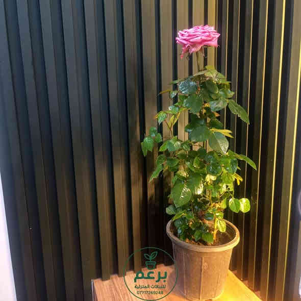 بسم الله 
جمعة مباركة 
زبائننا الكرام 
وصلتنا مجموعة متنوعة من النباتات الداخلية والخارجية 
وباسعار ان شاء الله مناسبة

جميع الأسعار مذكورة في الصور

جمبد عطري/جوري/سلطاني
القطع المعروضة فقط
ورد القرنفل الصيني
بالوانه الجذابة 
ملفوف زينة/لهانة
دفن باخيا هولندي
روز ماري اكليل الجبل 
عطري حجم كبير 
لافندر عطري حجم كبير 
ازداب عطري حجم كبير 
فل / رازقي حجم كبير 
عطر الشاي حجم كبير 
كراسولا عصاري
حجم كبير معمر 
دمعة الطفل حجم صغير 
كلانشوا صغير 
فتونيا هولندي ناعم 
لبلاب تعليق كثيف 
عنكبوت تركي تعليق كثيف 
عصاري ذيل العقرب هولندي 
مارنتا هولندي كثيف 
دراسينيا ليموني هولندي 
فيلودوندرون برازيل 
دمعة الطفل حجم كبير معمر 
سيت سنادين سيراميك ثلاثي 
سيت سنادين سيراميك رباعي
سيت سنادين فخار ثلاثي 
سيت سنادين فخار ثنائي 
قطرة عصى موسى 
عصى موسى كبير 

جميع الأسعار مذكورة في الصور 

زورو صفحتنا يوجد نباتات وسنادين 
وكل مستلزمات العناية بالنباتات 

مكاني موصل حي السكر قرب جامع الرحمة 
يوجد توصيل داخل الموصل ولجميع محافظات العراق

للطلب والاستفسار مراسلة الصفحة 
او التواصل على رقم الواتس اب 
***********
#برعم_للنباتات_المنولية
