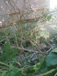 مشتل الزهراء ميسان • شتلات مجاني • رمان حلبجه