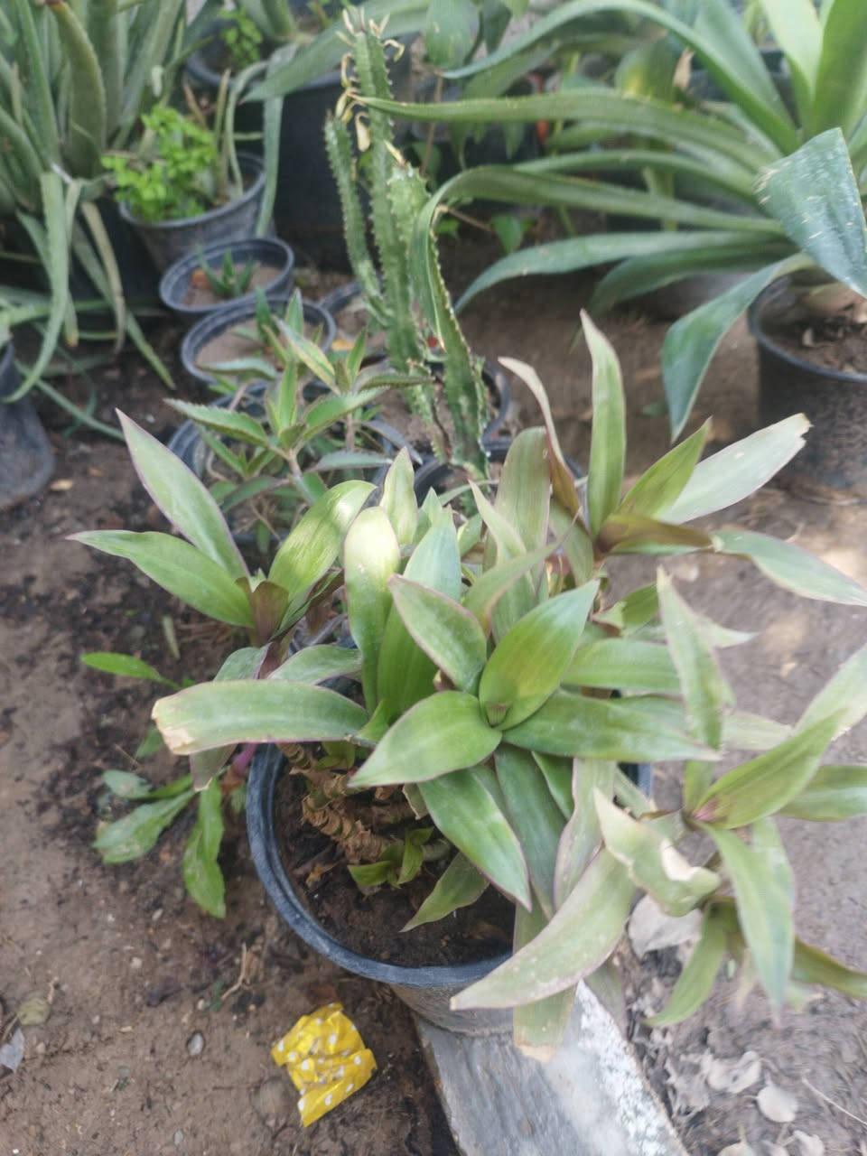 سلام عليكم 

متوفر أنواع الورد الدائمي الضلي و الشمسي 

مكاني الخالص حي الزهراء 

توصيل داخل الخالص للحجز :

***********
واتساب
