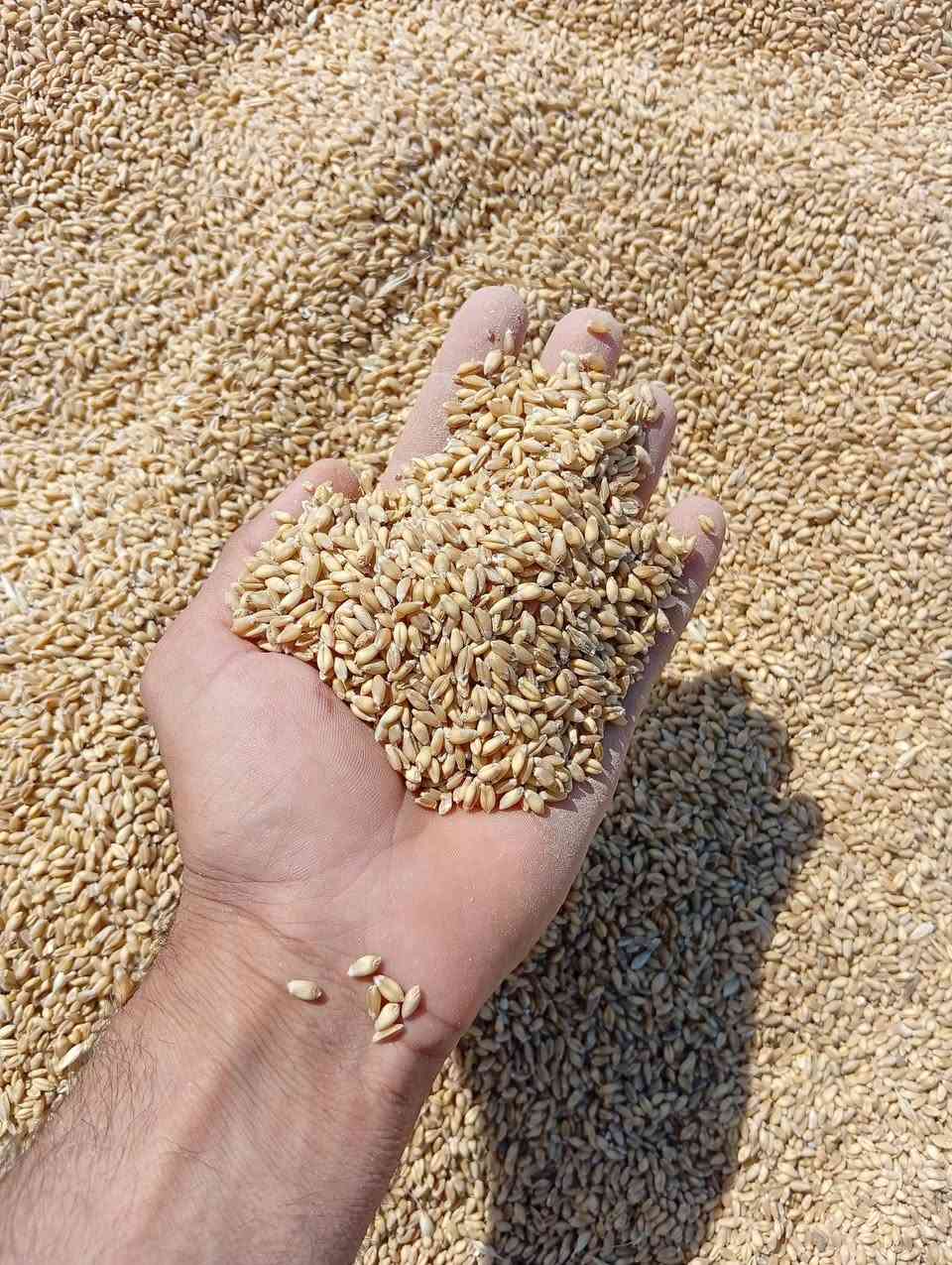 حنطه لبيع عربيه درجة اؤلئ مكان ديالئ قره تبة ***********
