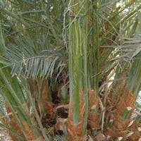 فسائل نخل • بنات نخل • الكناطر الأنبار