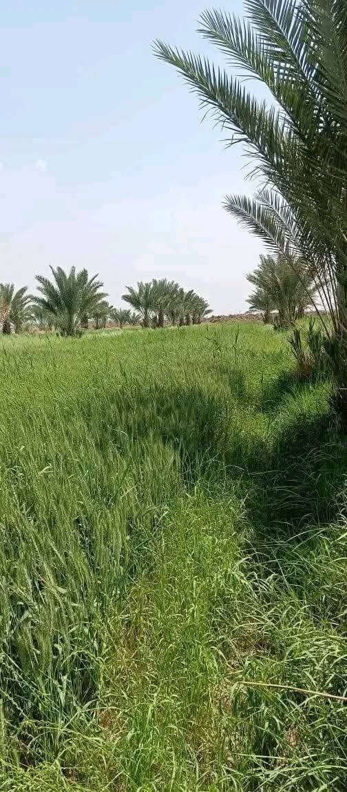 بستان للبيع مساحة ١٨ دونم طابو زراعي تحويل مباشر
يحتوي على ٣٠٠ نخلة حمال
الموقع خيكان منطقة الجوادية 
*********** علي
*********** ابو احمد
