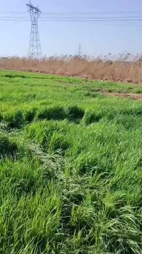 السلام عليكم 8 دونم  زراعيه عقد 17 وبيتين تقاطع النهران مقابيل اسواق القمه ***********
