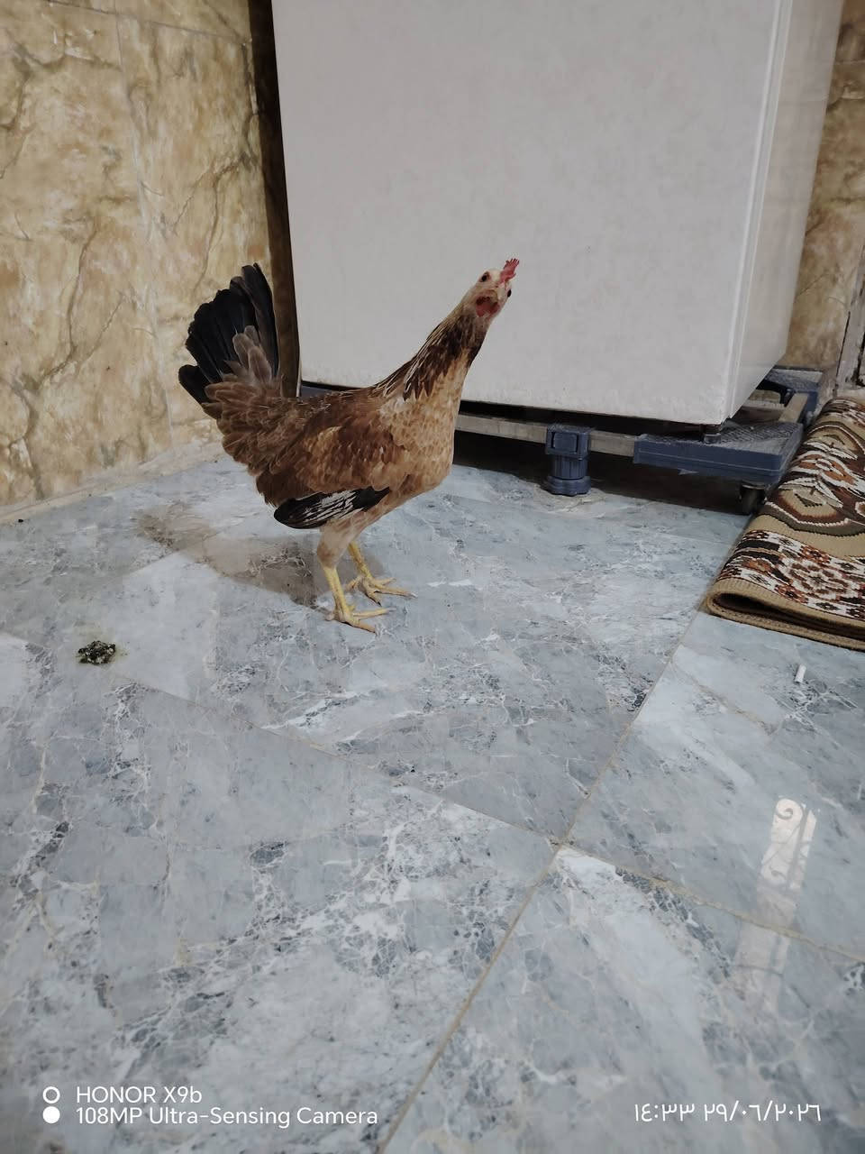 دجاجه بندراويه للبيع الاستفسار  ***********
