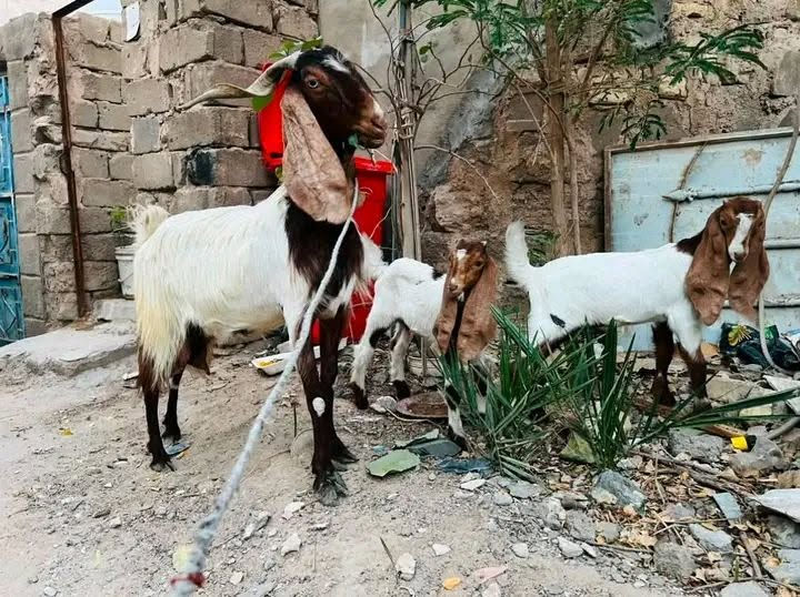 متاح عنز للبيع هي وبناتها ثنين عنز حلابة فحلها وياها سعرهن قفل ٤٠٠ من الاخير ***********
