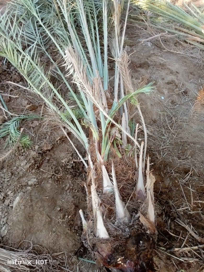 يوجد فسايل زهدي للبيع مثل ما تشوف كدامك حيل كبار 

السعر 15الف 

***********
