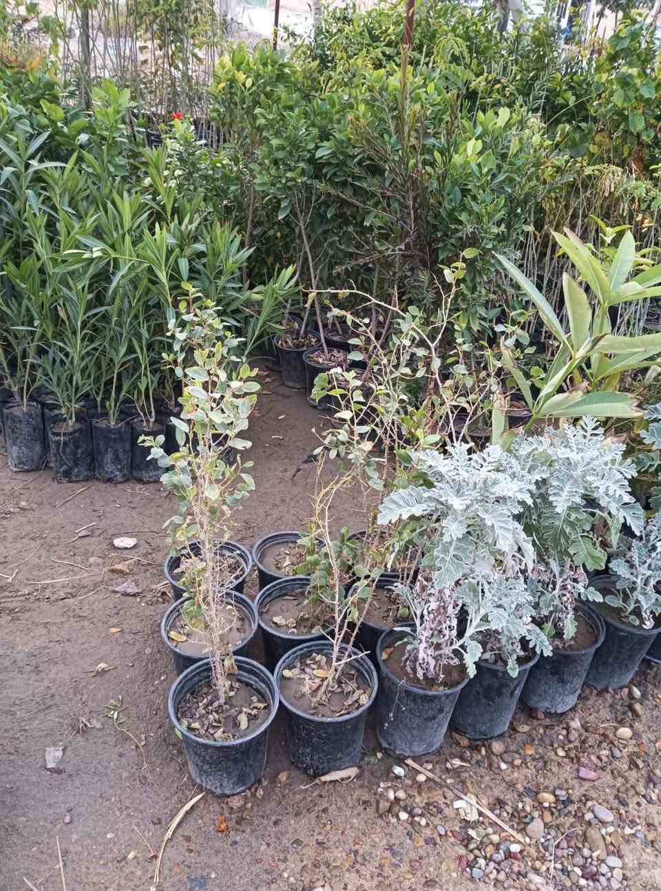 مساء الورد عليكم تحياتي للجميع 🌺
اليوم وصلت وجبه جديده جميع انواع الاشجار🌺

 اهلاً وسهلا  بيكم مشتل يم المام بكر عليه السلام بابل

مشتل نور المرتضى رقم الهاتف بيه واتساب راسلوني وتداللون

***********
