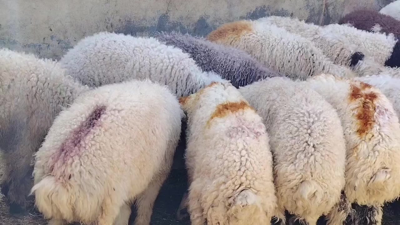 من رخصت الأدمن المحترم
اخوان للبيع طليان العدد 8 +فطايم العدد 9 طليان مال السنه ابيع شلع شرط النصاحه طليان سمان وخشانه فول مكاني صلاح الدين بيجي للاتصال *********** /***********
