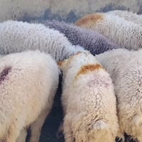 سمان • طليان • صلاح الدين بيجي