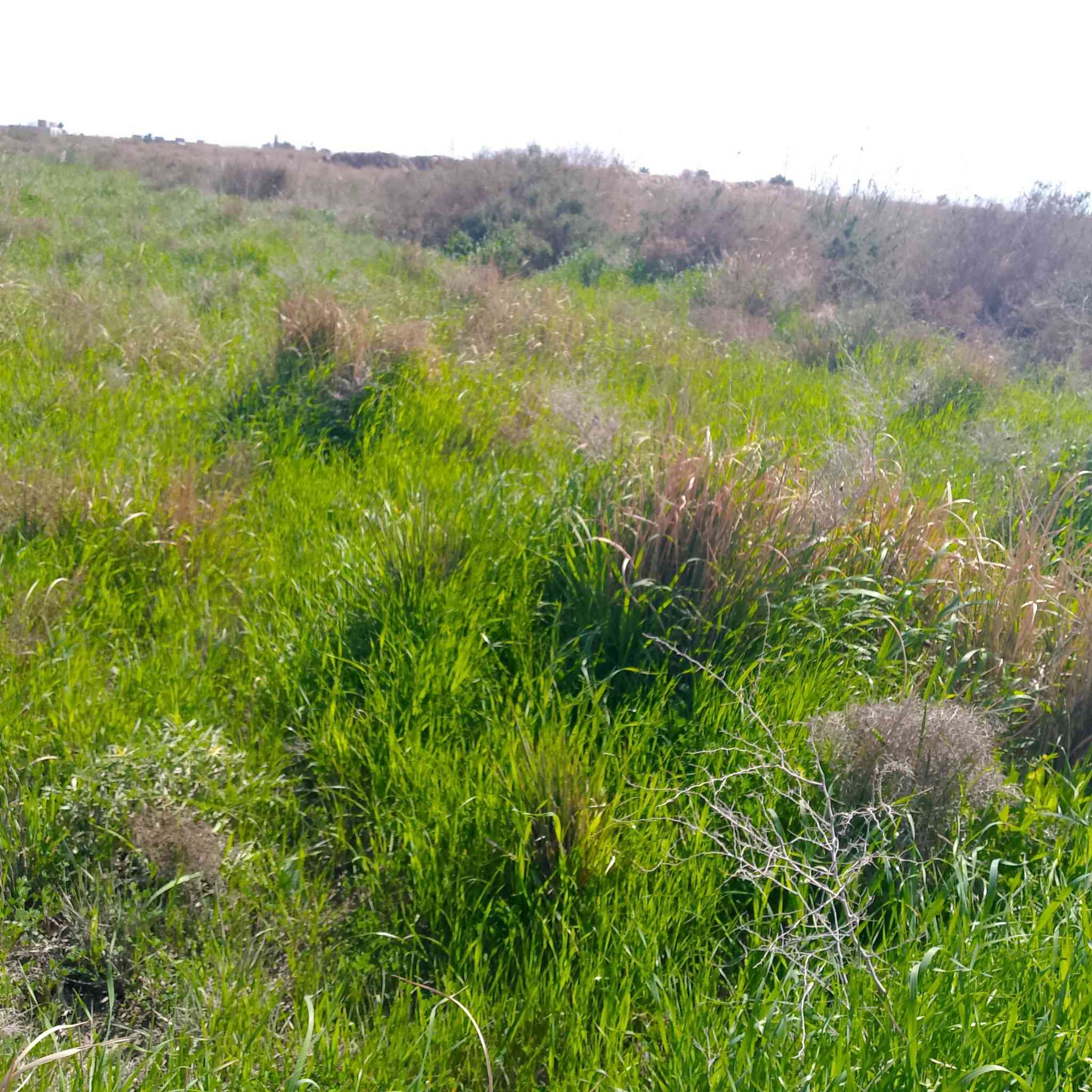 زرع للبيع شعير 7 دوانم بور دونمين ثخينات و5 فرجات مال سراحه الصور مو واضحات المكان البخلف الثانيه بسعر مناسب الشراي يراسل خاص او يتصل على الرقم ***********
