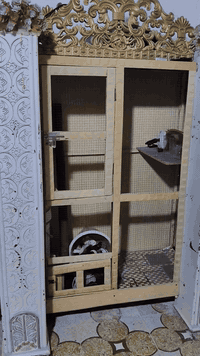 قفص • بابين • بصره قبله