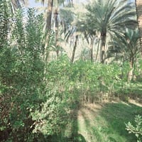 كربلاء الحسينية • ١٨٧٥م • طابو زراعي