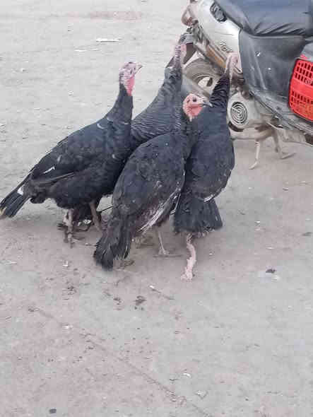 متاح علويات للبيع عداد 4 اسواد فرنسي اسمان انضاف فول خشنات اكبار نشطاط ملقحات كامل لقحات فرنسي اسود حجري مكان موصل جانب الايمن
***********
***********
