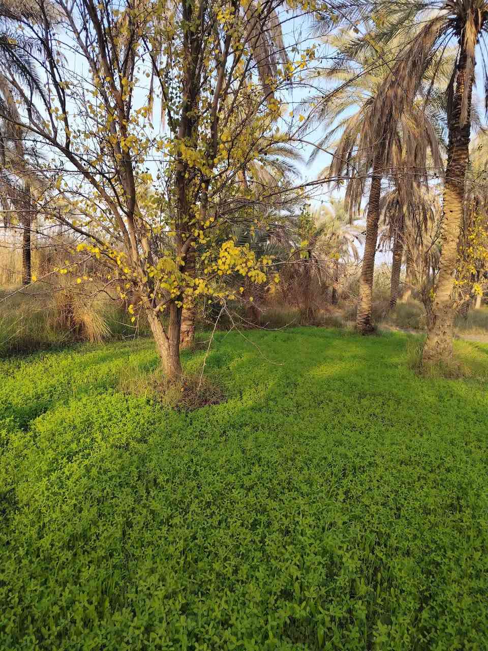 اللهم صل على محمد وال محمد
أرض للبيع طابو زراعي المساحه 43 دونم سند منفصل تحتوي على 750 نخله أشجار 33 دونم مغروس بالنخيل والأشجار و 10 دونم ارض غير مزروعه خدمات تسقي سيح كهرباء تبعد عن شارع التبليط ٩٠ متر سعر الدونم 65 مليون الاستفسار ع الرقم *********** اتصال ***********
الها مدخلين مدخل من بزل مطشر ومدخل من منطقه الصلاميه نزال ١٢٠ واجهه بحدود ال 1000 متر
