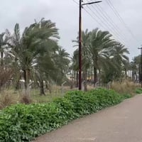 دونم للبيع موقع بغداد الراشديه منطقه الدباغيه صنف للعقار ملك صرف سعرها...