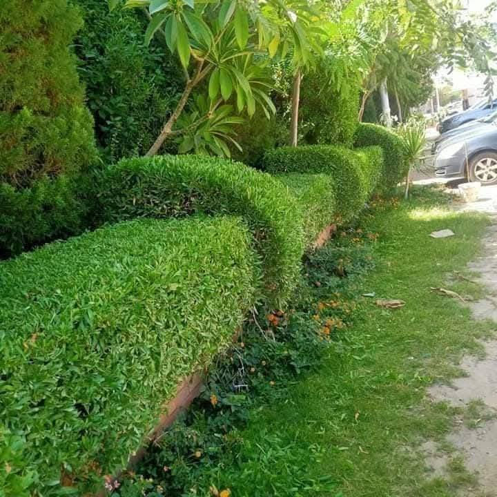 مستعدون لترتيب وهندسه تصاميم الحدائق المنزليه !
🌸تصميم و ترتيب الحدائق المنزليه.م̷ـــِْن جديد
🌸تصميم النينة والاشجار جميع نباتات
🌸زراعة الثيل 
🌸زراعة الاشجار 🌱🌲
🌸زراعة الورود وجميع نباتات
🌸قص الثيل وتحديدة  وترتيبها

العنوان قضاء بلد صلاح الدين ***********

