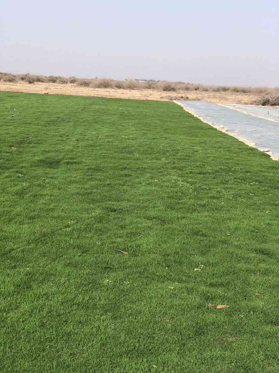 باسعار مناسبه ثيل ديالى الطبيعي 🏡*********** واتساب
أهلاً بكم في مجموعه مزارع ديالى لثيل الهندي الطبيعي 🌿🌱

 نقدم لكم افضل انوع الثيل الطبيعي عالي الجوده يتحمل كافه الضروف البيئية.🌦️🌞

دائم الخضرة🌿🌳 وباسعار تنافسيه وعروض مميزة ☘️❤️

#مستعدون لتجهيز وفرش الحدائق🏡 ودوائر الدولة🏡والمنازل🏡🏡

و تجهيز الملاعب🏟️ والمنتزهات بانسب الاسعار مع ضمان الجودة العالية في العمل👷👷

مع خدمة التوصيل خلال24ساعه🚛🚛

الاسعار 💵💸 تختلف حسب الكمية 

للاستفسار الاتصال على : 

او التواصل مع الصفحه عن طريق ارسال رسالة على الوتساب او الاتصال📞‏‪***********
