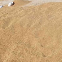 حنطه عربيه • نضيفه • بزر بيزنطيه