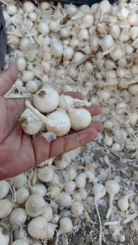 بصل حار • درجة ممتازة • الكفل الجفيرة
