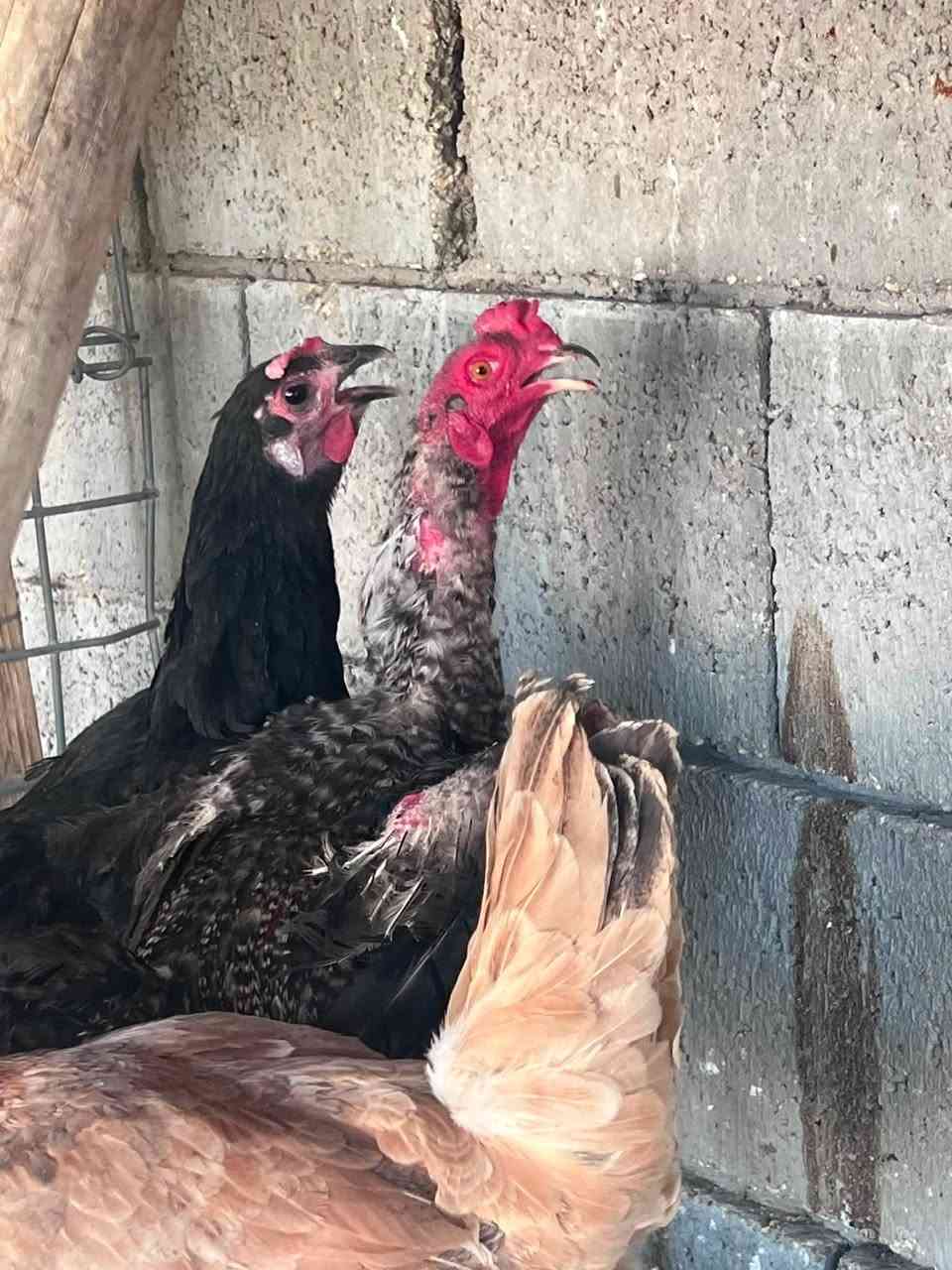 متوفر 3 ديوكه للبيع سعره تلاثتها 30 الف مفرد يختلف


**إذا كنت صاحب هذا الإعلان وتريد حذفه لأي سبب، رجاءا أرسل رسالة إلى الدعم الفني**