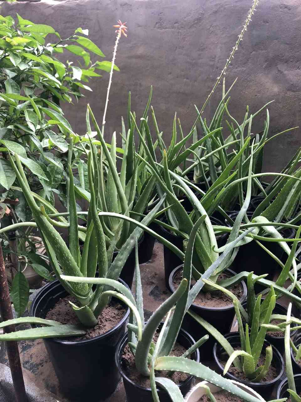 للبيع صبار بجميع انوانه الاسعار جدا مناسبه 
يتوفر بالف وبالفين ونص الحجم الكبير 
توصيل الف دينار داخل العزه جديده 
وباقي المناطق الفين 
مكاني العزه جديده


**إذا كنت صاحب هذا الإعلان وتريد حذفه لأي سبب، رجاءا أرسل رسالة إلى الدعم الفني**