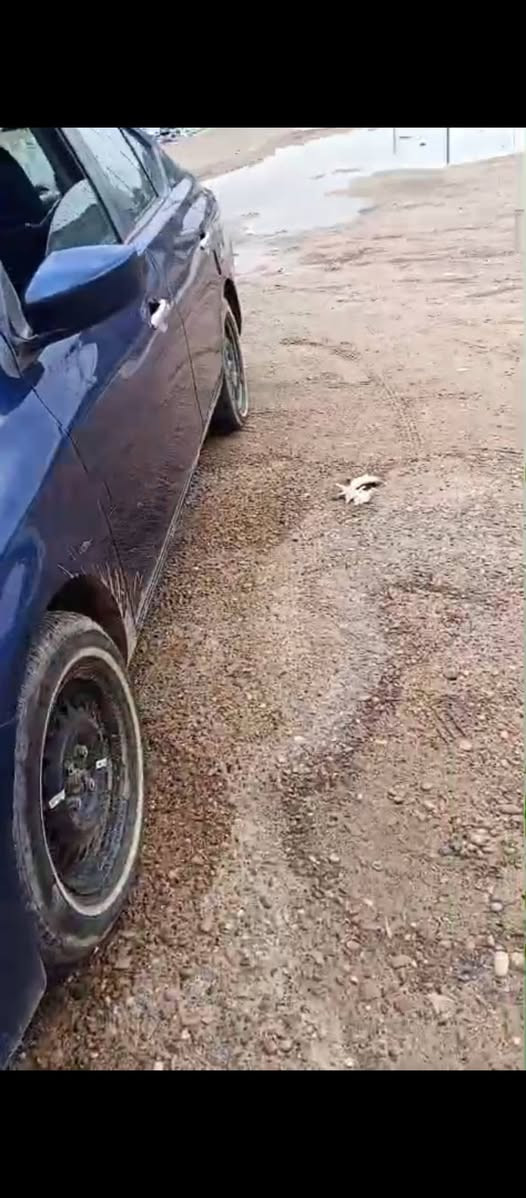 السلام عليكم سني للبيع 2019 سياره جديده بيها صبغ جاملغ وبنيد فقط بدون دواخل رقم بغداد دولي تحويل السعر 95 ورقه اوبيها مجال ***********
***********
