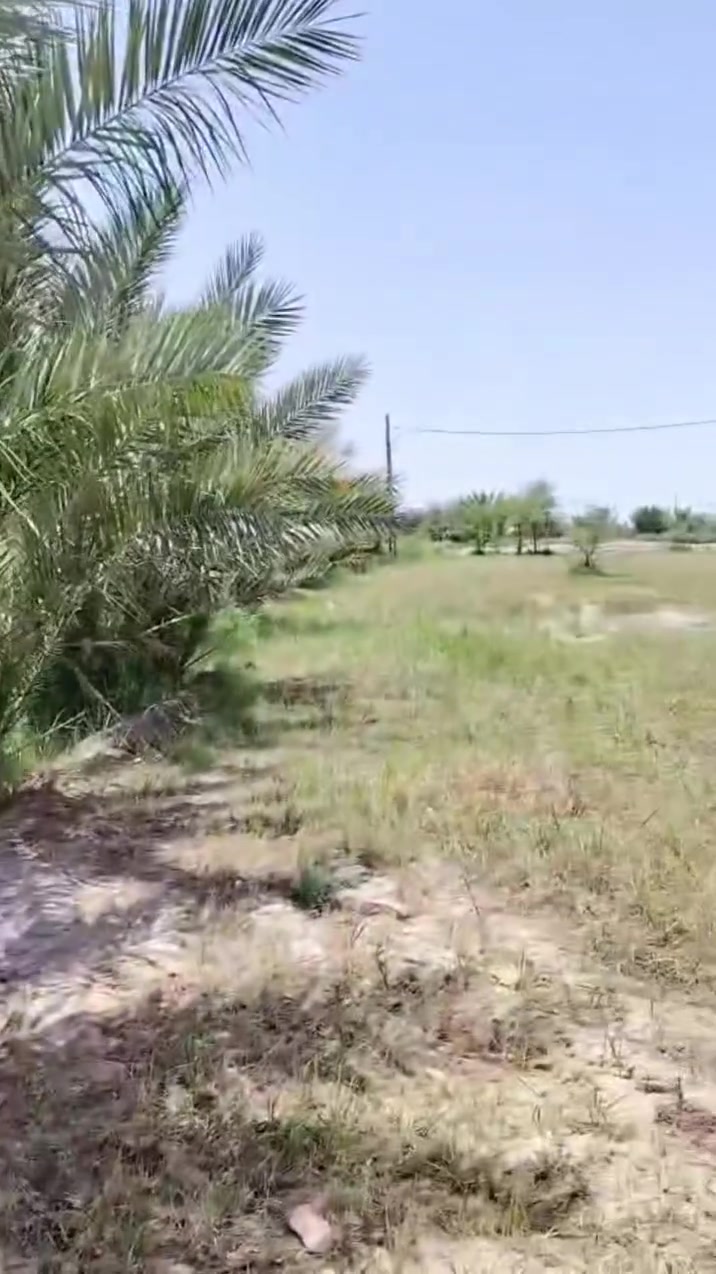 10، دونم طابو و بيت, 250 نخله
نخل كله درجه اولى بين السدير والحمزه  
السعر 170


**إذا كنت صاحب هذا الإعلان وتريد حذفه لأي سبب، رجاءا أرسل رسالة إلى الدعم الفني**