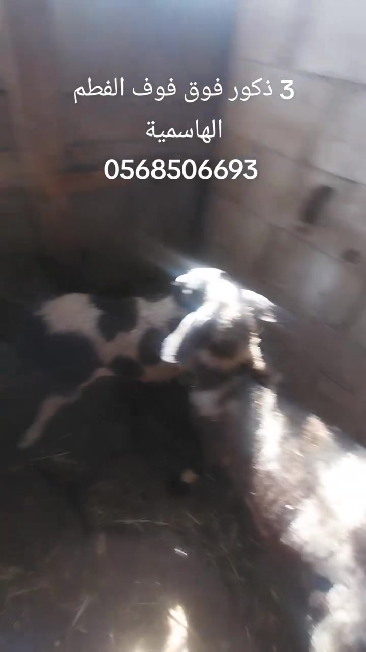 3ذکور فوق  یا ذکر الله
الهاشمیة 

0568506693


**إذا كنت صاحب هذا الإعلان وتريد حذفه لأي سبب، رجاءا أرسل رسالة إلى الدعم الفني**