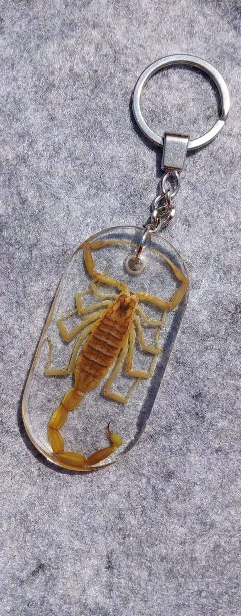 متاح ميدالياات العقارب المحنطة جملة بسعر كويس هاند ميد ١٠٠%


**إذا كنت صاحب هذا الإعلان وتريد حذفه لأي سبب، رجاءا أرسل رسالة إلى الدعم الفني**