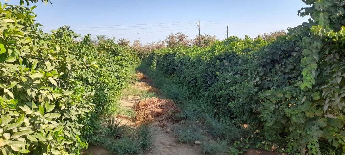 السلام عليكم
بستان للبيع 2 دونم
قرب مزرعة حسين ابو الكون
للأستفسار الاتصال على
***********
***********

