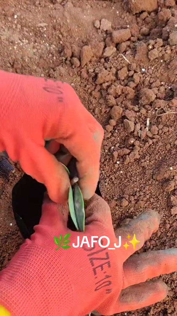 #دماار #الاسعار من مشتل ابو يوسيف حجيلار يتم زراعة عقل الزيتون صنف 
خلخالي زياتي +زياتي عفريني +اربيكانا الاسباني +نابالي للموسم 2027 دمتم بخير


**إذا كنت صاحب هذا الإعلان وتريد حذفه لأي سبب، رجاءا أرسل رسالة إلى الدعم الفني**