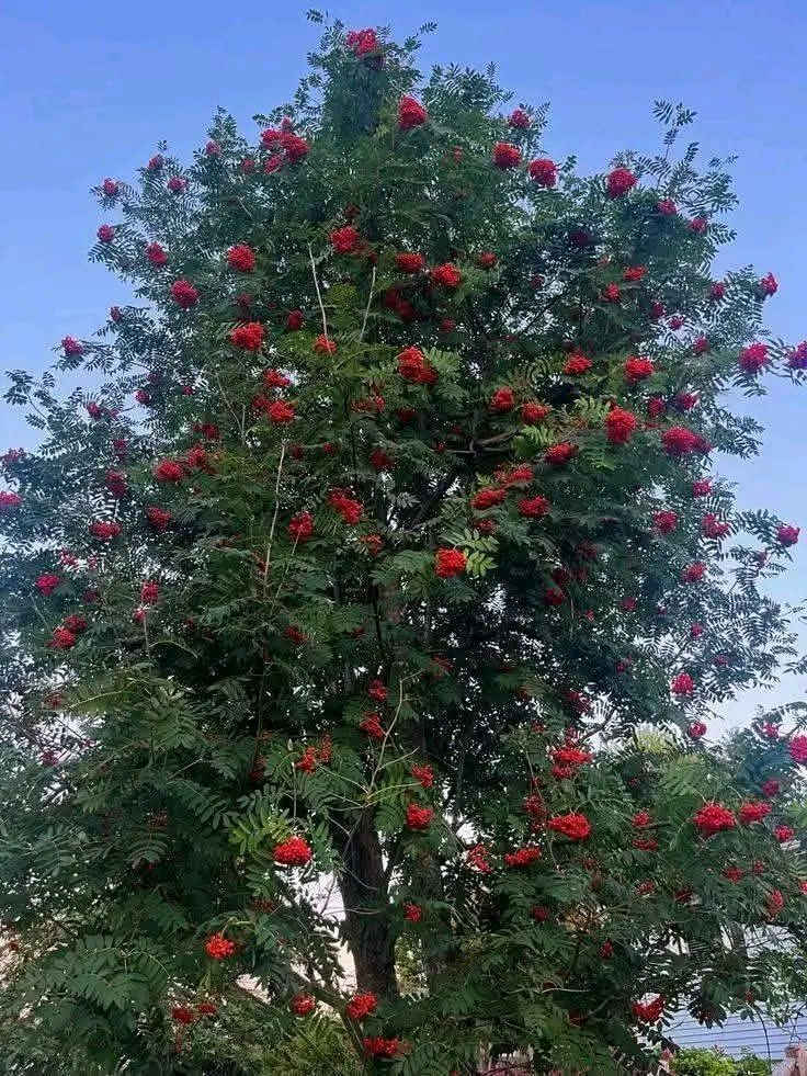 اكاسيا حمراء ( من النوادر ) 😍❤️

ارتفاع متر ونص الى مترين  ❤️

بسعر  8   الاف   🌹  

💕شجرة معمرة دائمة الخضرة سريعة النمو، 
💕طبية ،
💕 مزهرة في الربيع الازهار

💕، تصل الى طول 5 م 
💕 تحتاج إلى اشعة شمس كاملة او جزئية 
💕 وتتحمل الجفاف لفترات طويلة
💕📌 كنعان مجاور محطة ازاد. يوجد خدمة توصيل  
***********
