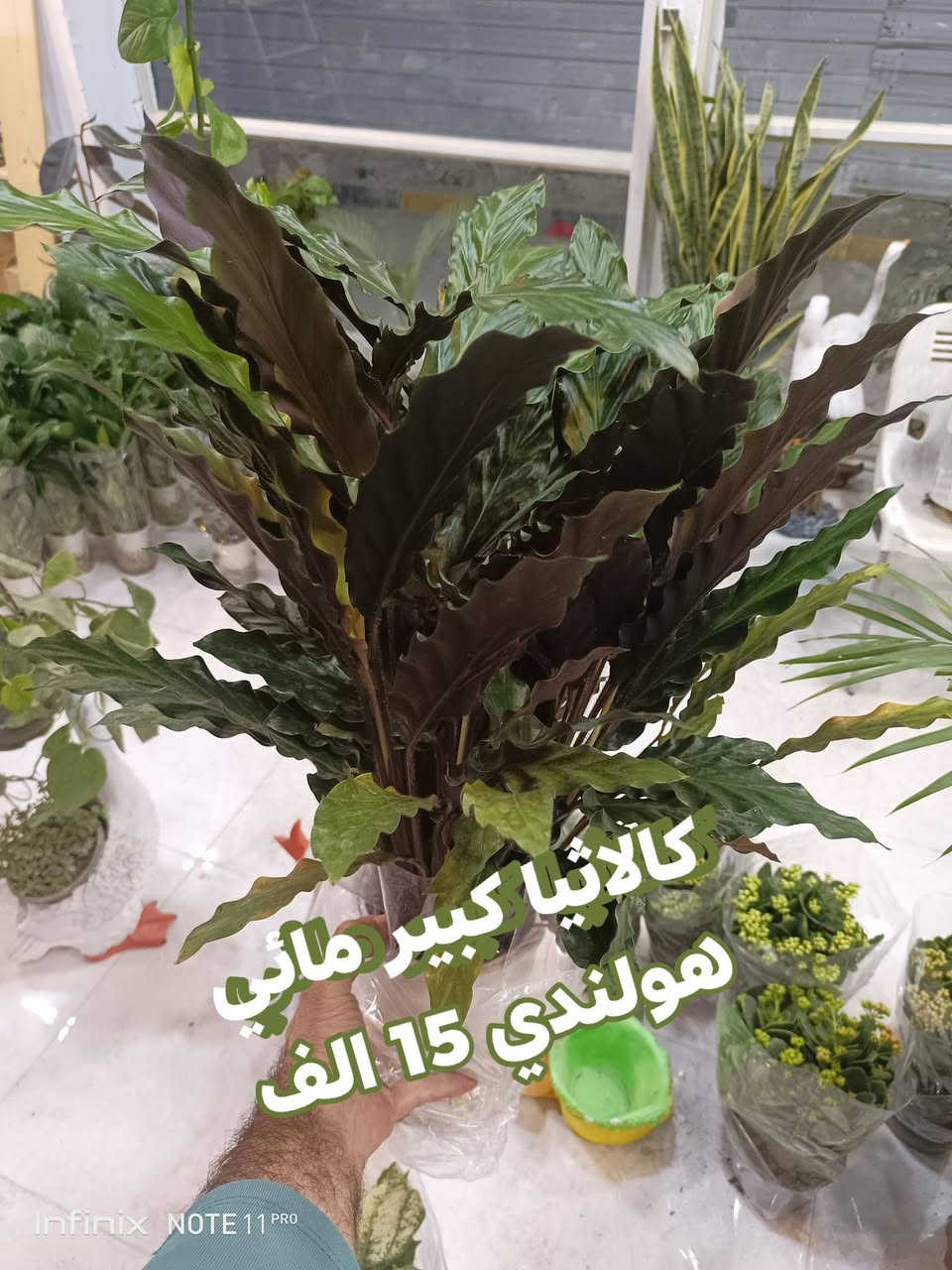 الانبار الرمادي العزيزية من جهة شارع العام  شارع ميسلون اول فرع على اليمين محل داخل الفرع  *********** ... يوجد توصيل داخل الرمادي. @الجميع
