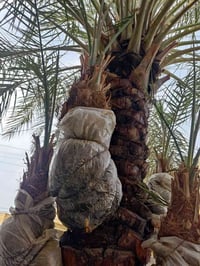 خمس فسائل • مكتوم • سوق الشيوخ