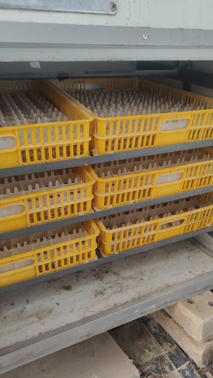 السلام عليكم فقاسه للبيع جديده شغله اكتروني عل كهرباء تشيل 500 بيضه شراي خاص او اتصال***********
