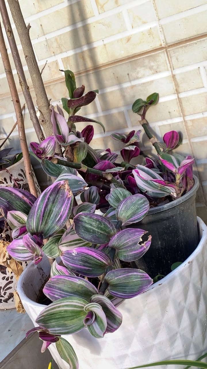 نباتات متوفر للبيع السعر حسب النبات مكاني اربيل


**إذا كنت صاحب هذا الإعلان وتريد حذفه لأي سبب، رجاءا أرسل رسالة إلى الدعم الفني**