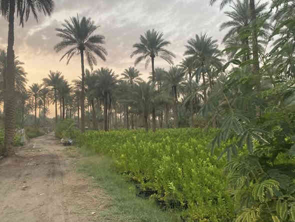 يتوفر لدي كافت انوع الشتلات والئزهار والحمضيت للتواصل ***********كربلاء الحسنينه
