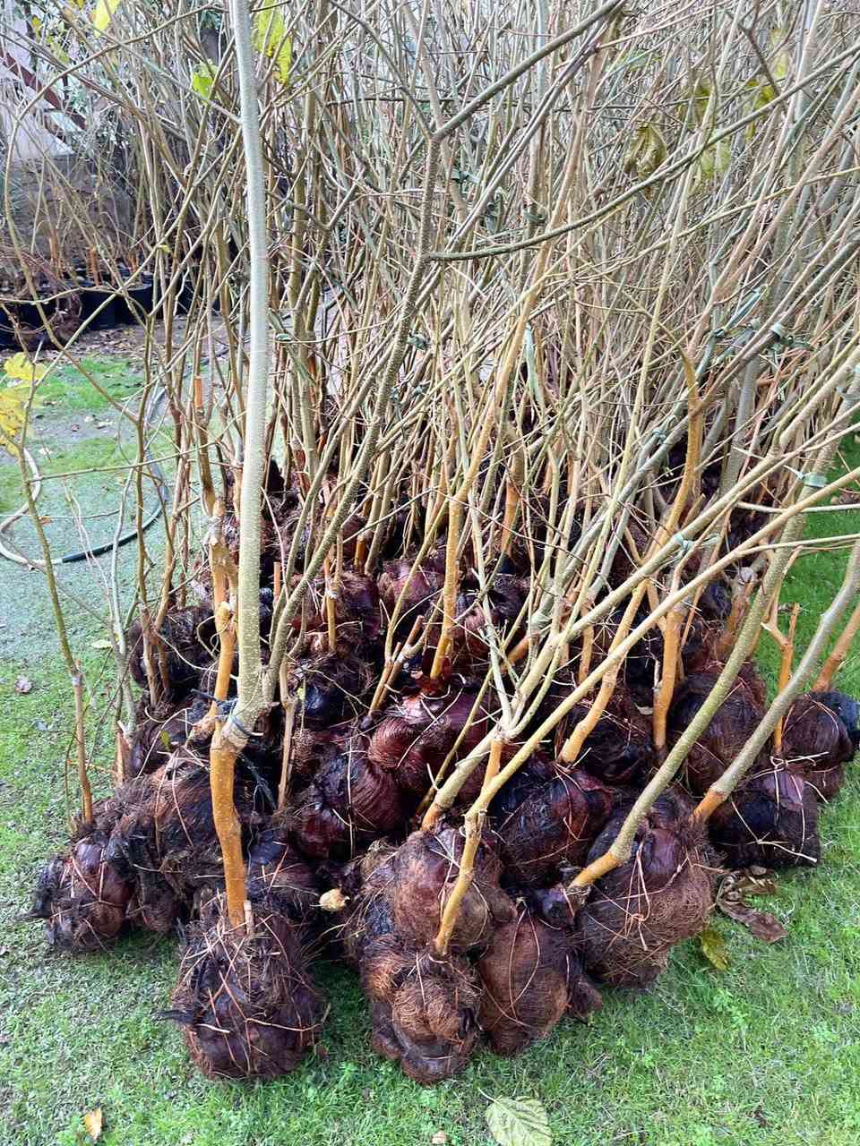 السلام عليكم الى اخواننا المزارعي واصحاب المشاتل يوجد لدينا تكي الماني وتكي هندي سلبوحي ابيض واسود ويوجد لدينا تين بني مسلم /الأسعار (التكي سعره 2500 الفين ونص) وسعر (التين 2500 الفين ونص) ويوجد خدمه توصيل لجميع المحافظات العراق فقط للياخذ كميه
التواصل خاص او اتصل على الرقم ***********
العنوان كربلاء الحسينية الابراهيميه
